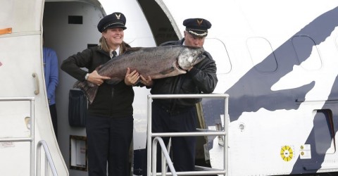 Alaska Air Cargo delivers season’s first prized catch to Seattle
